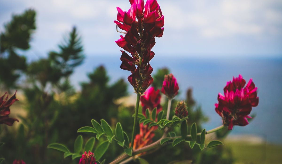 Best Native Wildflowers for a Seaside Meadow Patch
