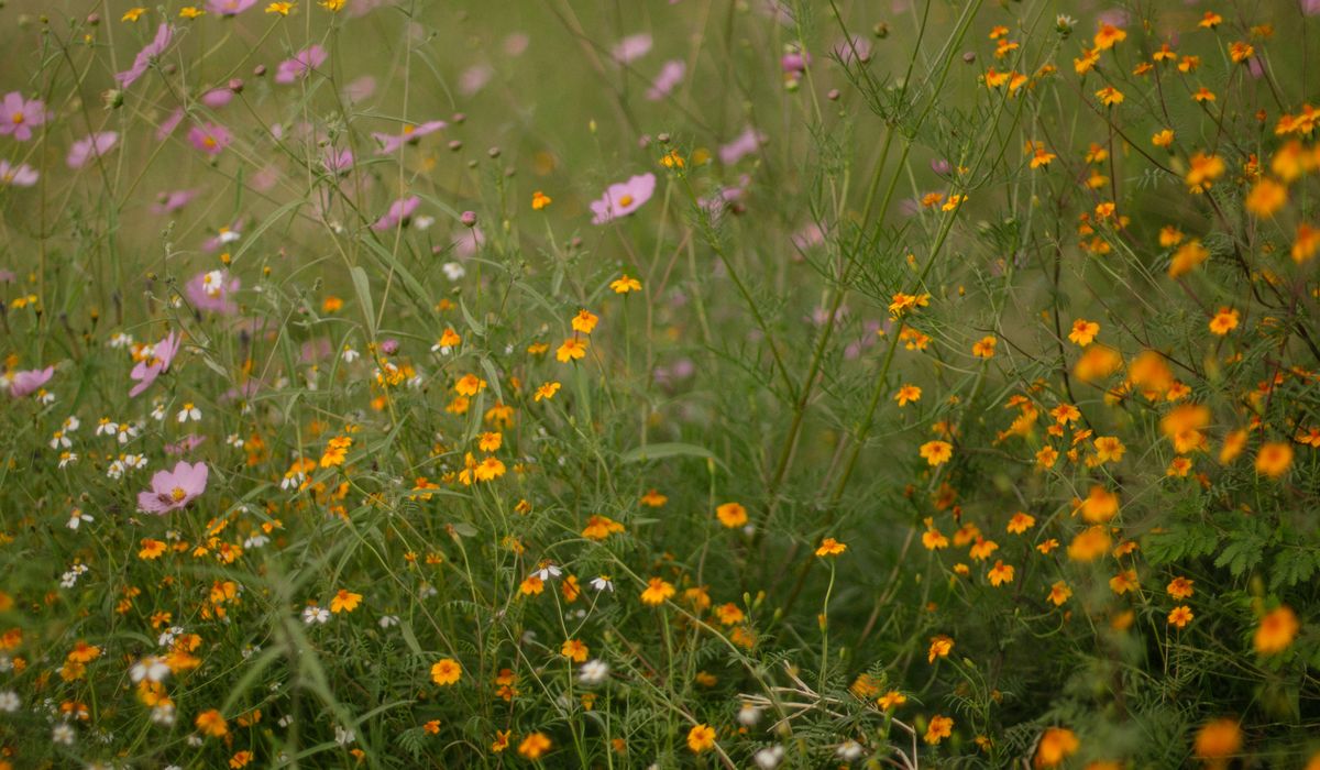 Creating a Wildlife Pond in a Coastal Garden