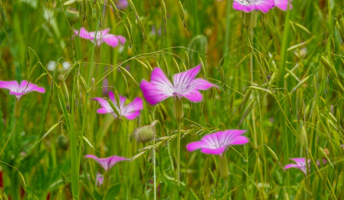Designing a Small Bay-View Garden with Native Plants