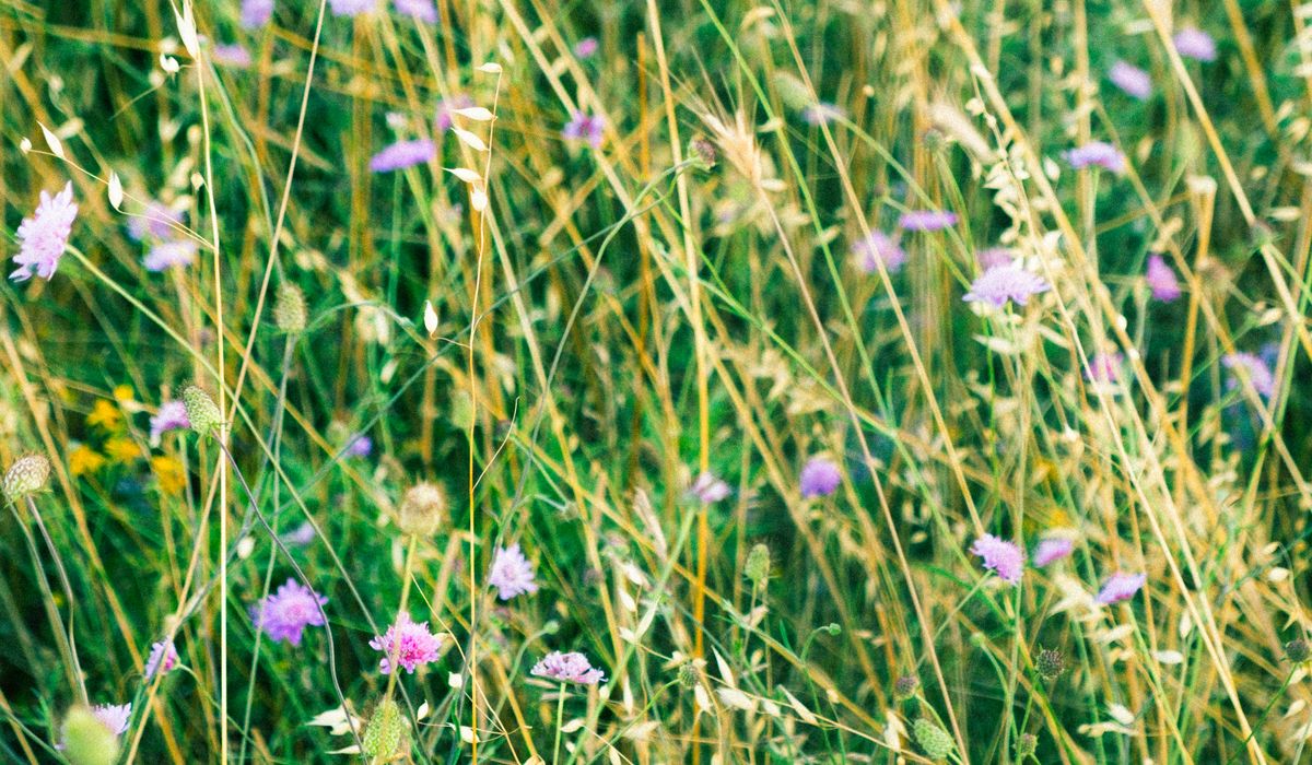 How to Attract Bees to a Coastal Wildflower Garden