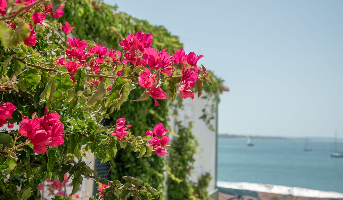 How to Create a Wind-Resistant Coastal Garden Border