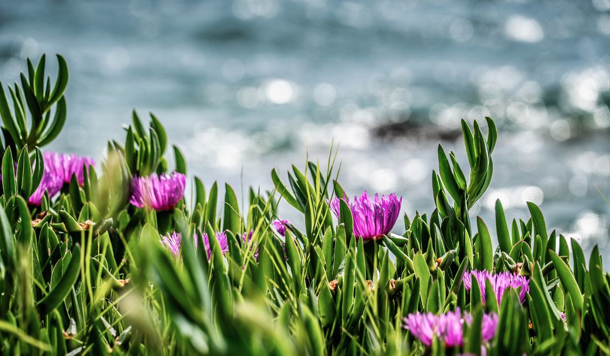 Planting a Salt-Tolerant Hedge for Coastal Shelter