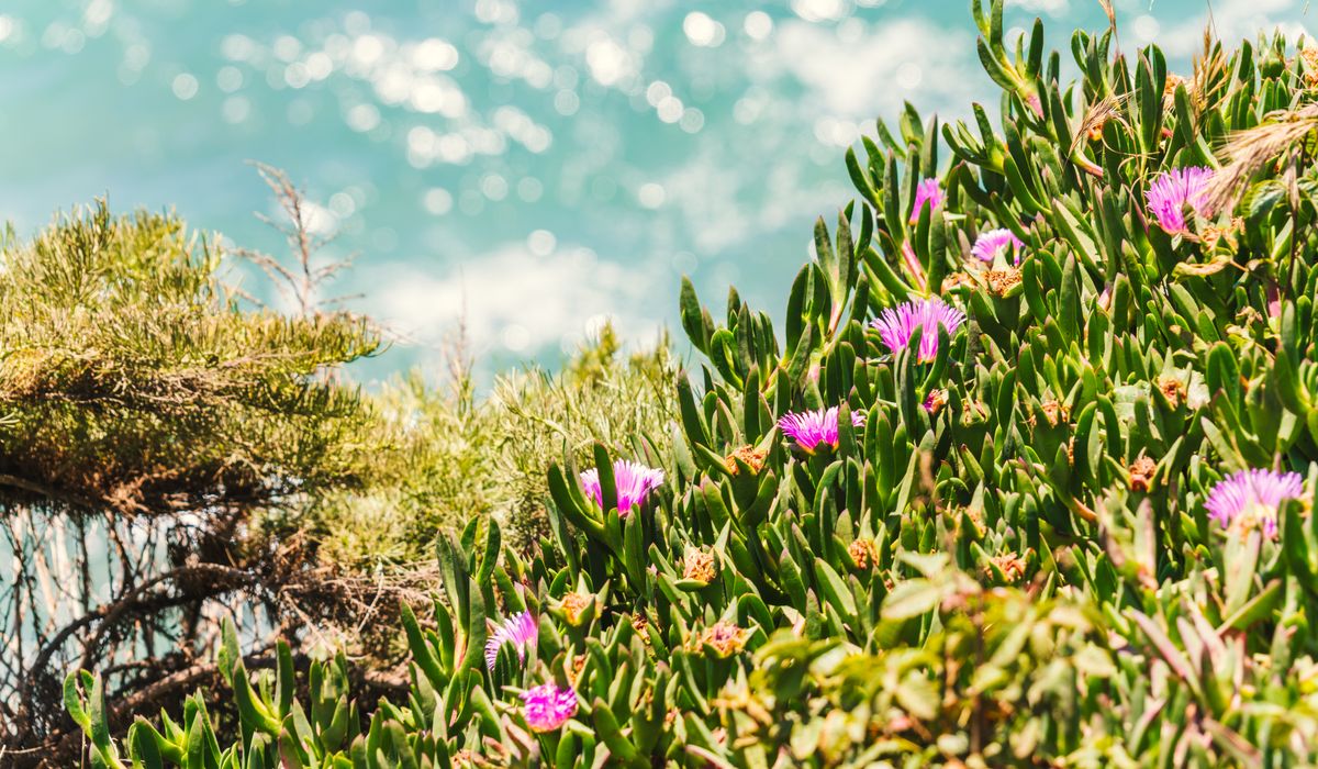 Planting Spring Bulbs in a Coastal Garden