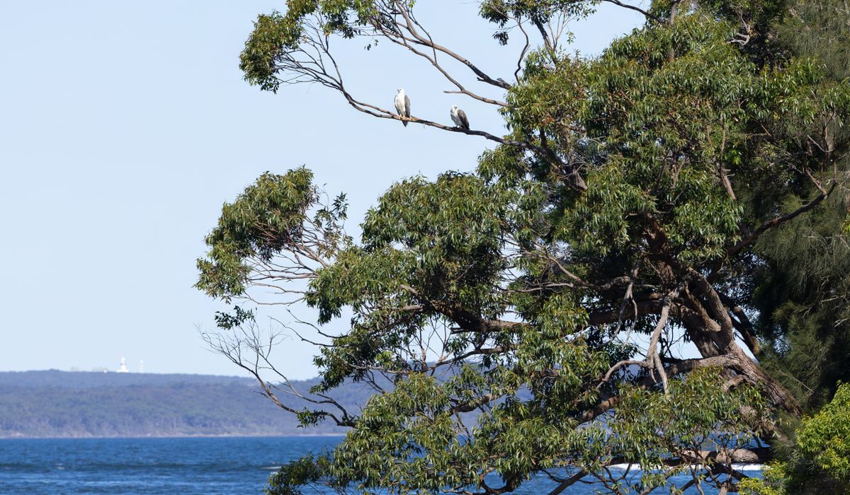 The Best Time to Prune Coastal Shrubs